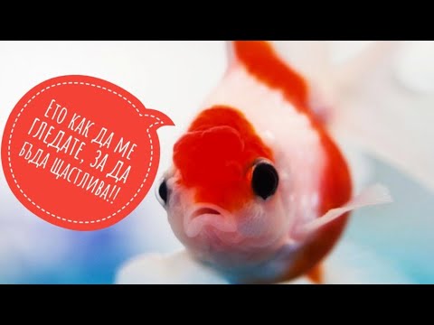 Видео: Как да се грижим за златни рибки за около десет минути | ИНФО РИБОК #2