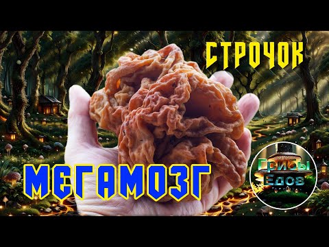 Видео: Строчок Мегамозг и  Почему люблю грибы.  7 мая 2025 года