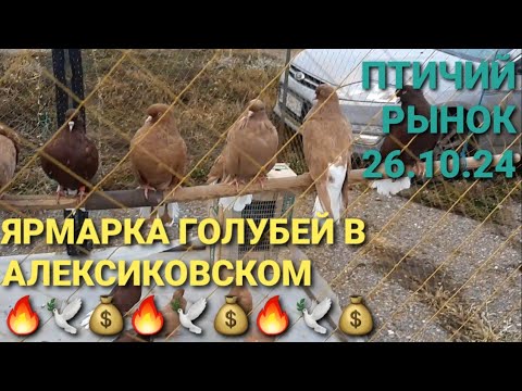 Видео: Ярмарка голубей в Алексиковском. Птичий рынок 26.10.24. Nikolaev pigeons. Bird Market. Pigeon Fair.