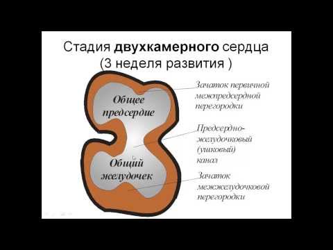 Видео: Развитие  и строение сердца