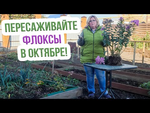 Видео: Пересадка и деление флоксов осенью. Как пересаживать и делить флоксы правильно?