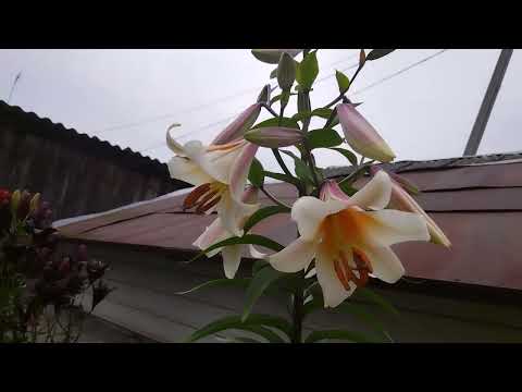 Видео: лилии вива ла вида, райзинг мун, истерн мун, гаден эффейер, авалон сансет