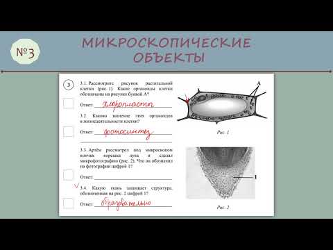 Видео: ВПР по биологии № 3 (6 класс)