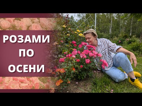 Видео: НЕ СПАТЬ, ТЕРПЕТЬ! Розы цветут в осеннем саду.