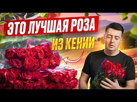 Видео: Роза Paloma Royal из Кении — почему этот сорт стал открытием сезона | Плантация Махи | Цветы оптом