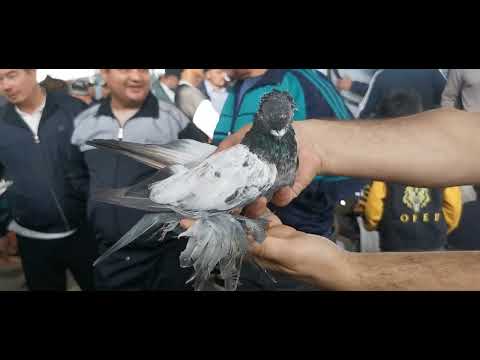 Видео: Рынок птиц худжанда...  Кафтарбозори Хучанд... pegeon Khujand.