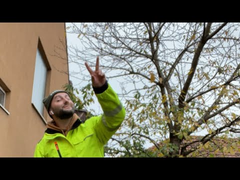 Видео: Робота на дворі ріжемо сухі дерева відбувається прямий ефір.