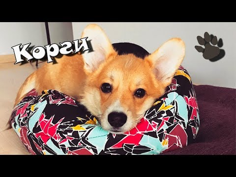 Видео: Как взрослел Таффи. Часть 2