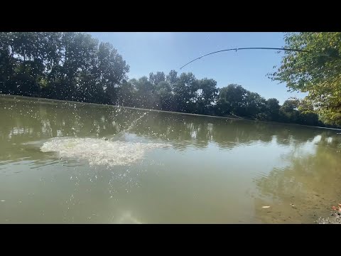 Видео: ЛОВЛЯ ДИКОГО САЗАНА В КОНЦЕ СЕНТЯБРЯ 🍃🎣 РЫБАЛКА НА РЕКЕ КУБАНЬ С ДВУМЯ НОЧЕВКАМИ