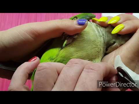Видео: КАК ПОДСТРИЧЬ КОГТИ ПОПУГАЮ Почему не у всех птиц стачиваются когти/HOW TO TRIM THE CLAWS OF PARROT
