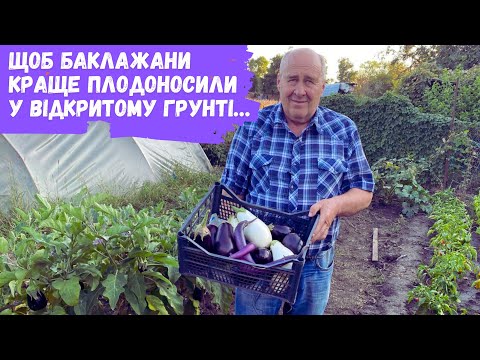 Видео: Щоб баклажани краще плодоносили у відкритому грунті…