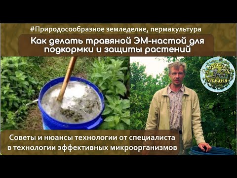 Видео: Как правильно готовить травяной ЭМ-настой для подкормки растений? Подсказки специалиста.