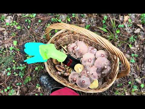 Видео: СУМАСШЕДШИЙ СБОР РЫЖИКОВ !!!🍄‍🟫👍Столько рыжиков мы давно не собирали.2 часть