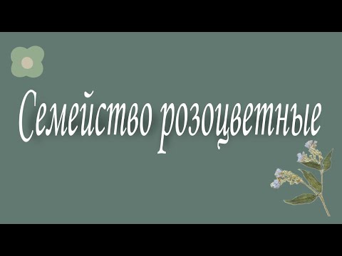 Видео: Семейство Розоцветные