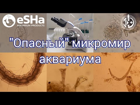 Видео: "Опасные" микроорганизмы в наших аквариумах. Активный ил.