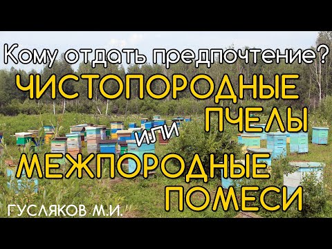 Видео: Чистопородное разведение пчёл. Гусляков М.И.