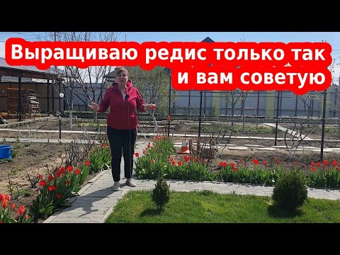 Видео: Как вырастить редис в теплице или открытом грунте//Как вырастить крупный редис