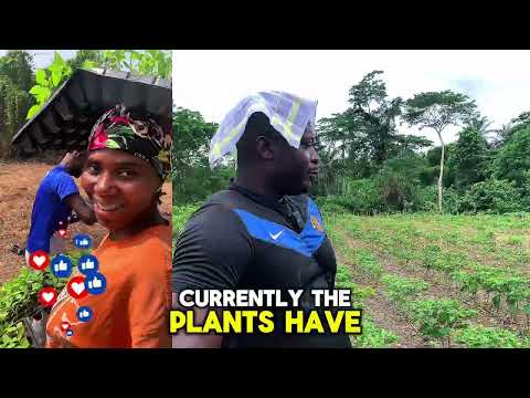 Видео: Как я начал выращивать жёлтые и красные перцы хабанеро || Проблемы, затраты и прогресс