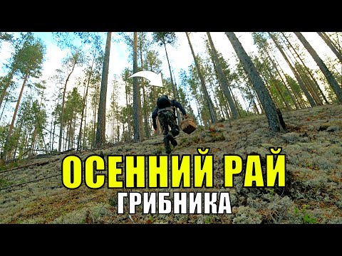 Видео: Грибник перешел БОЛОТО зашел в МОХ и СТАЛ ЗАИКАТЬСЯ! Один в лесу ТАКОГО НЕ ОЖИДАЛ! Грибы 2025