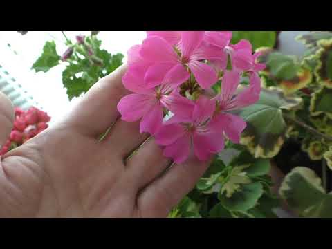 Видео: Внимание! Галлы на пеларгониях! Срочно принимаем меры!