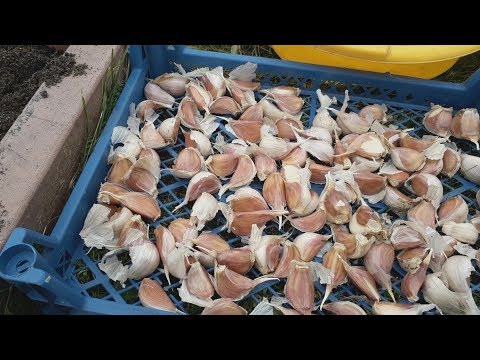 Видео: Чеснок  -  сажаем под зиму на крупную головку!