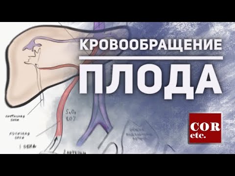 Видео: Кровообращение у плода.