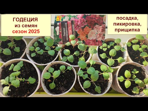 Видео: Годеция. Выращивание рассады. От посева семян до готовой рассады. Март-апрель 2025