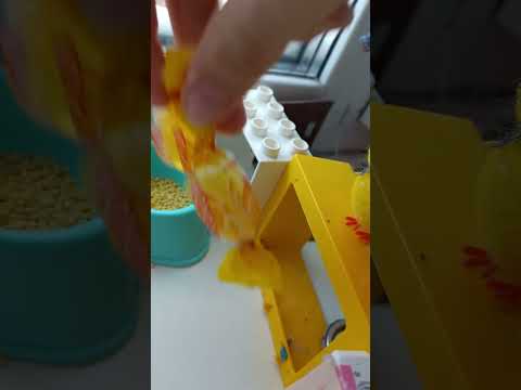 Видео: утро сквиши собачек и собачки ночью тоскают фкусняшки