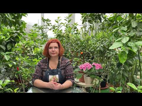 Видео: Об удобрениях, ответы на вопросы, о корневой системе и д.р...