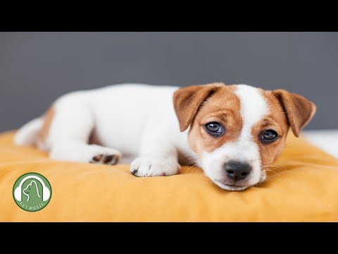 Видео: "Я так сильно тебя люблю!"🐶Любимая музыка собак🎵Музыка для релаксации сна для собак (10 часов)