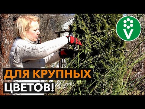 Видео: Мастер-класс по ОБРЕЗКЕ РОЗ ВЕСНОЙ (шрабы, парковые, плетистые розы)