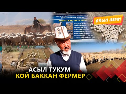 Видео: Асыл тукум кой баккан фермер // АЙЫЛ ДЕМИ берүүсү