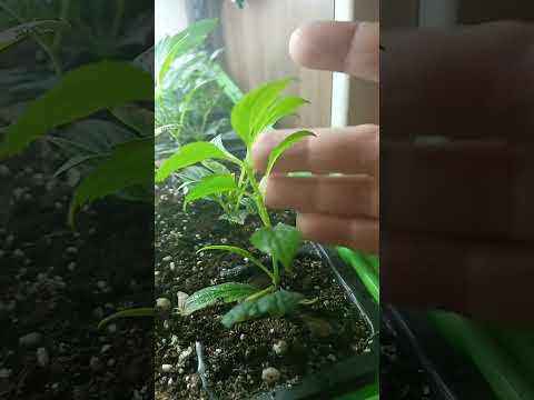 Видео: Черенки гортензии зимой. Нужна ли им зимняя спячка? что делаю я...