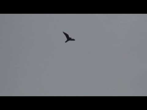 Видео: Королева висоти