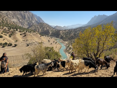 Видео: Кочевая жизнь: исследование прекрасной природы гор Загрос. Выпас овец. Одинокие девушки-кочевницы.