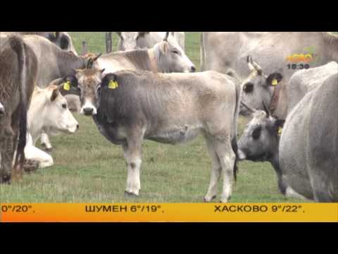 Видео: Генетична лаборатория – очаквания