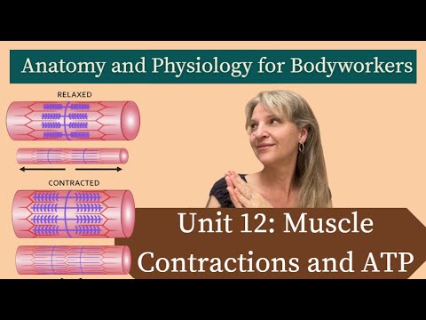 Видео: A & P Uint 12: Мышечные сокращения и АТФ | Подготовка к MBLEx