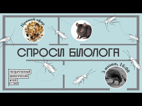 Видео: Спроси биолога. Животные в городе