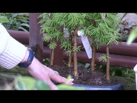 Видео: Давно не виделись(всем привет) Поговорим о бонсай.