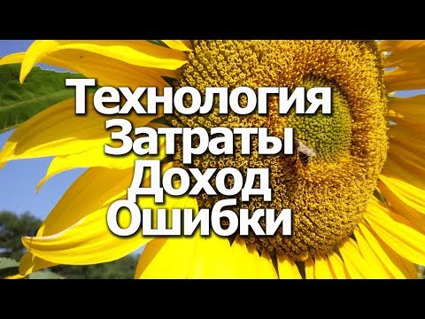 Видео: Выращивание подсолнуха от А до Я: Затраты, Доход, Ошибки, Технология. Фильм Фермера.