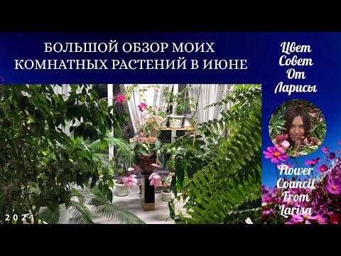 Видео: БОЛЬШОЙ ОБЗОР МОИХ КОМНАТНЫХ РАСТЕНИЙ В ИЮНЕ 2021