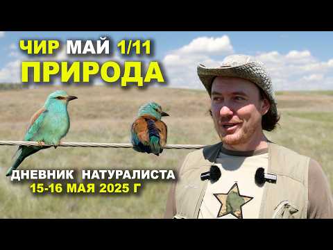 Видео: Природа Чира. 15-16 мая 2025 г.