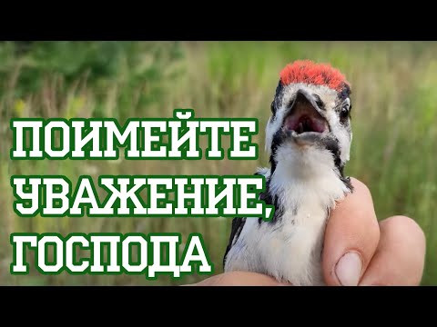 Видео: Снова выпускаем птиц, ничего нового (Лето 2022)