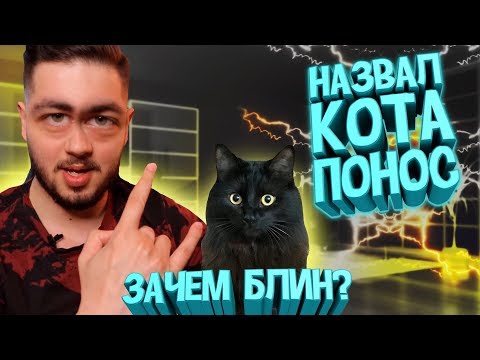 Видео: САМЫЙ ЧЕСТНЫЙ и НЕПОДКУПНЫЙ обзор на кота