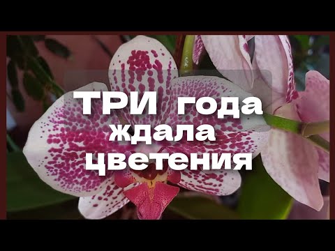 Видео: 06.09.2025  Три года ждала цветения.