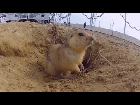 Видео: Экологи Байконура