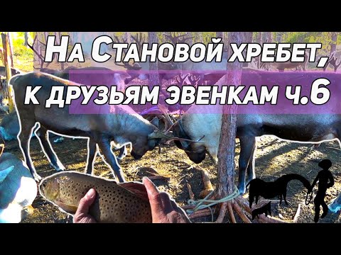 Видео: КАК ЖИВУТ ОНИ В ТАЙГЕ? ЭВЕНКИ, ЧАСТЬ 6, ИНАЯ ЖИЗНЬ. ОЛЕНИ И ИХ БЕДЫ. РЫБАЛКА В ГЛУШИ.