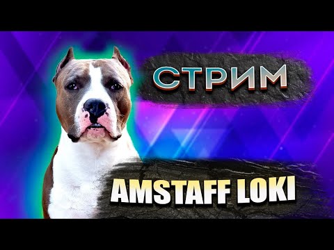 Видео: Стрим! #164.2