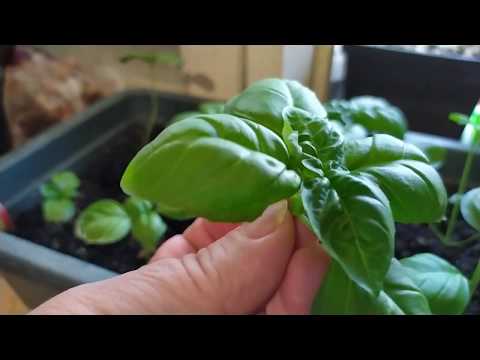 Видео: Обрезка базилика и мяты для пышного роста.