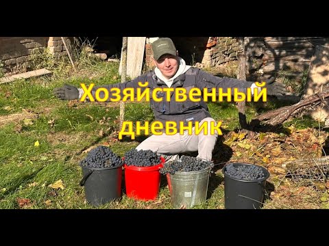 Видео: Хозяйственный дневник: кухня и огород
